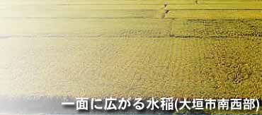 ��ʂɍL���鐅��